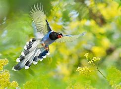 Image result for Birds From Taiwan From Bing