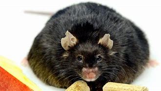 Image result for Buf Fat Rat