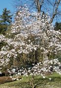 Image result for Magnolia loebneri Leonard Messel