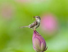 Image result for Lotus Insect