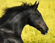 Image result for Black Horse