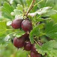 Image result for Ribes uva-crispa Captivator