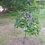 Image result for Prunus avium Bigarreau Esperen