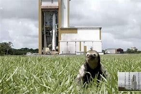 Image result for Sloth Appearance Rocket Launch