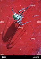 Image result for Big Giant Spider