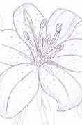Image result for Drawings of Flowers Easy to Trace