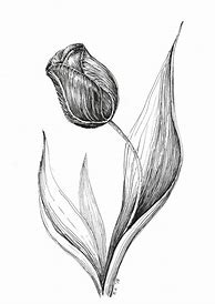 Image result for Tulip Pen and Ink