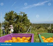 Image result for Orange Harvest
