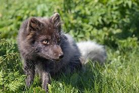Image result for Male Fox Young Moulting