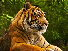 Image result for HD Wallpapers Animals