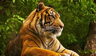 Image result for Animals HD Pics