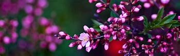 Image result for Spring Panorama