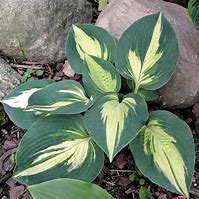 Image result for Hosta Lakeside Cupcake