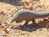 Image result for Pangolins in a Zoo