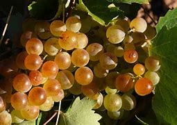Image result for Muscat Grapes
