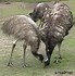 Image result for emu