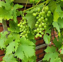 Image result for Vitis Solaris