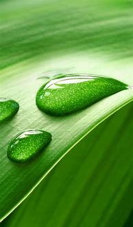 Image result for iPhone 11 Pro Green Wallpaper