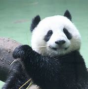 Image result for Giant Panda Smiling