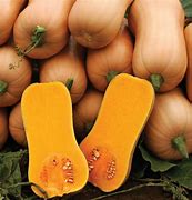 Image result for Bell-Shaped Squash