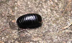 Image result for Red Rolly Polly