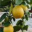 Image result for Lemon Grapefruit Hybrid