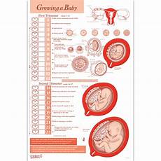 Growing A Baby Weekly Pregnancy Chart Childbirth Graphics