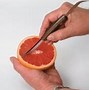 Image result for Grapefruit Knife
