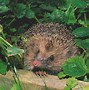 Image result for New Zealand Hedgehog