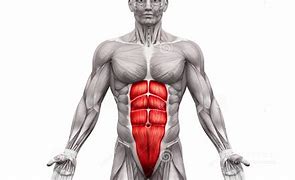 Image result for Musculo Reto Do Abdome