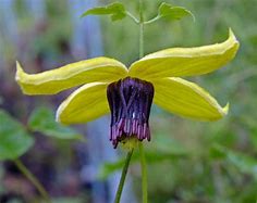 Image result for Clematis with Small Yellow Flowers