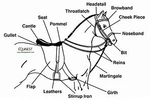 Image result for English Horse Riding Tack