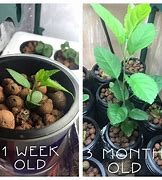 Image result for Apple Seedling