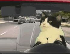 Image result for Scared Cat in Car Meme