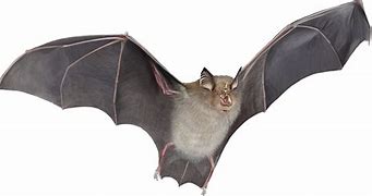 Image result for UK Bat Species