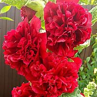 Image result for Alcea rosea double scarlet