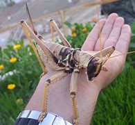 Image result for Giant Locust Grasshopper