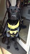 Image result for Bat Dog Costume
