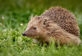 Image result for Hedgehog Sitting