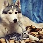 Image result for Siberian Husky Puppies Wallpaper