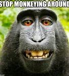 Image result for Spider Monkey Meme