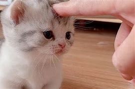 Image result for OMG so Cute Cats