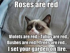 Image result for Grumpy Cat Poems