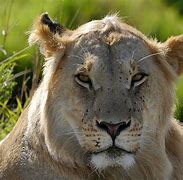 Image result for Kenya Safari Parks