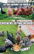 Image result for Mountain Chicken Meme