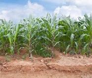 Image result for Selling Crops