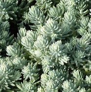 Image result for Sedum sediforme Silver