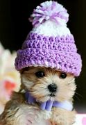 Image result for Cute Puppies with Hats