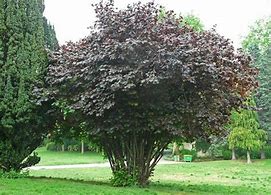 Image result for corylus_maxima