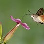 Image result for Butterflies That Look Like Bees